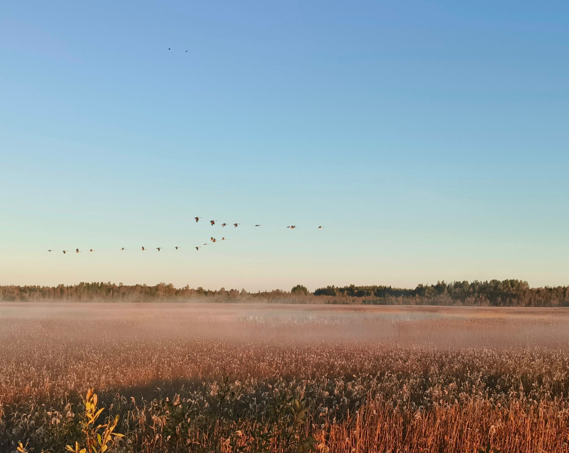 Kurkiparvi lentää aurinkoisena aamuna sumuisen ruovikon ja metsänreunan yllä.